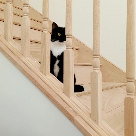 Meet your Posher, Sofia - Picture 4 of 5